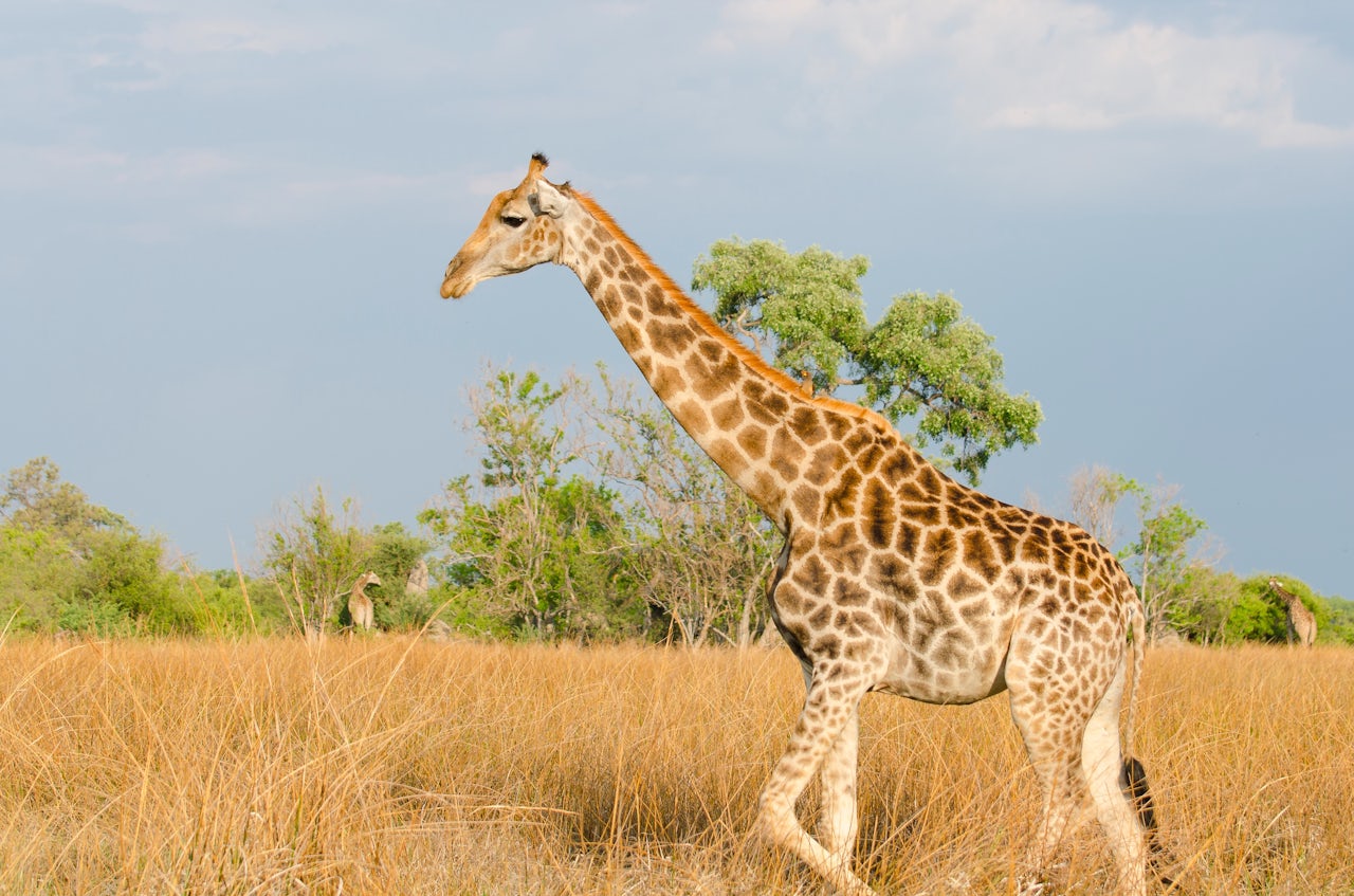 The global giraffe population is plummeting The Outline