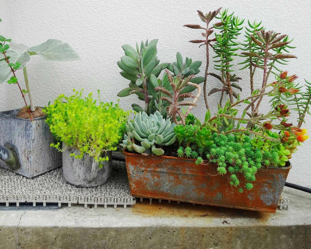How to keep a plant alive The Outline