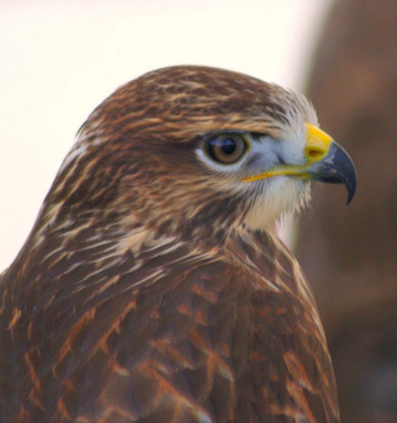 The hawks of war have come out to play The Outline