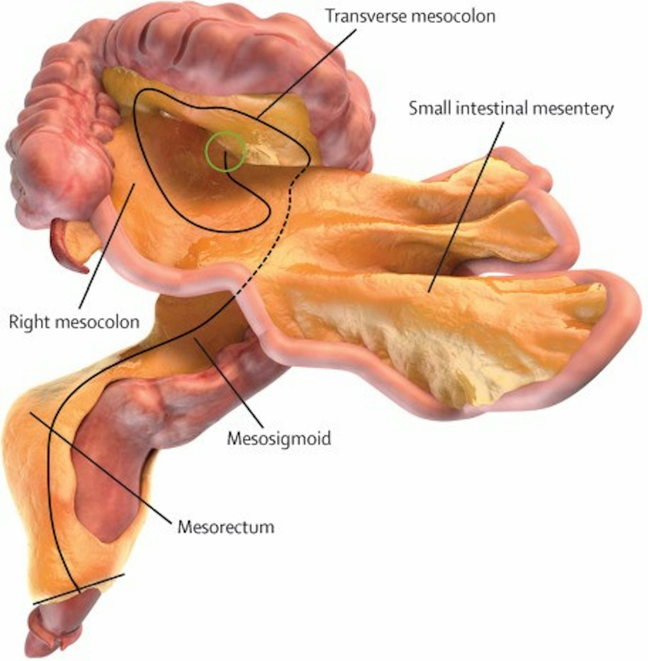 Scientists identify a new organ in our bodies | The Outline