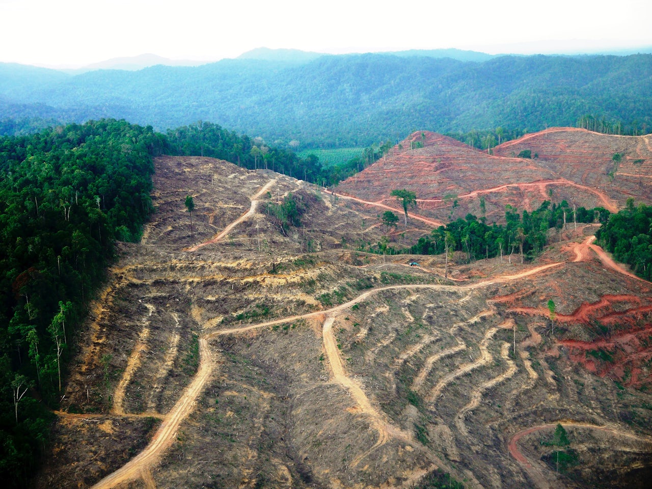 Sumatra forest clearing