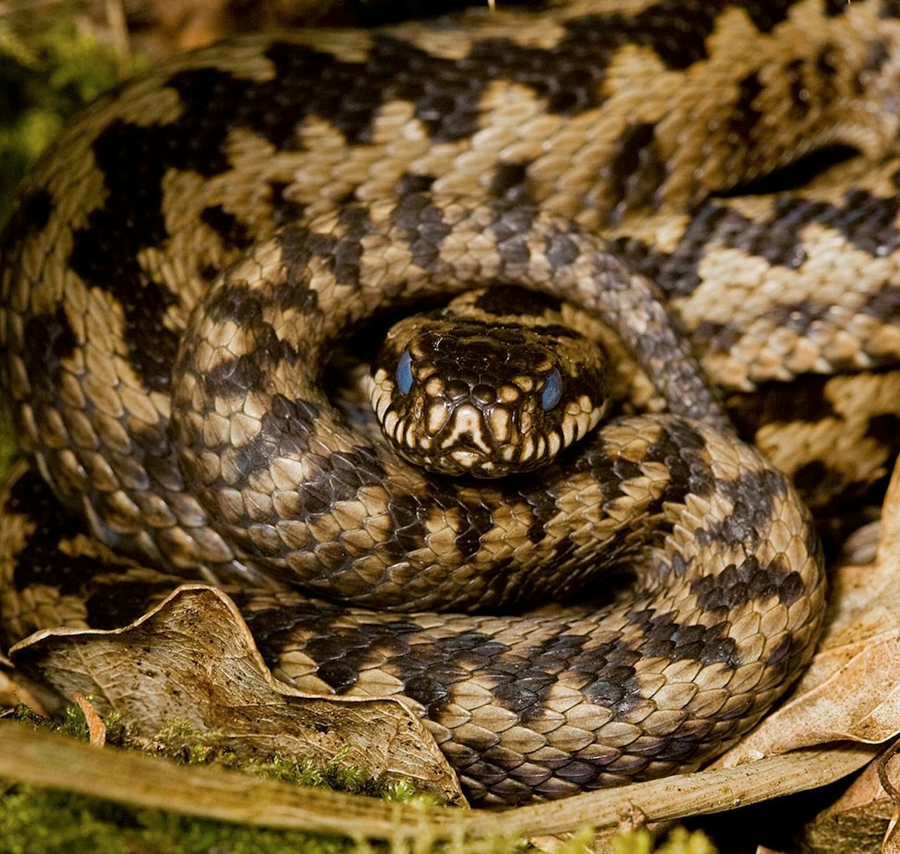 Winter strategy: Hibernate and watch a snake movie | The Outline
