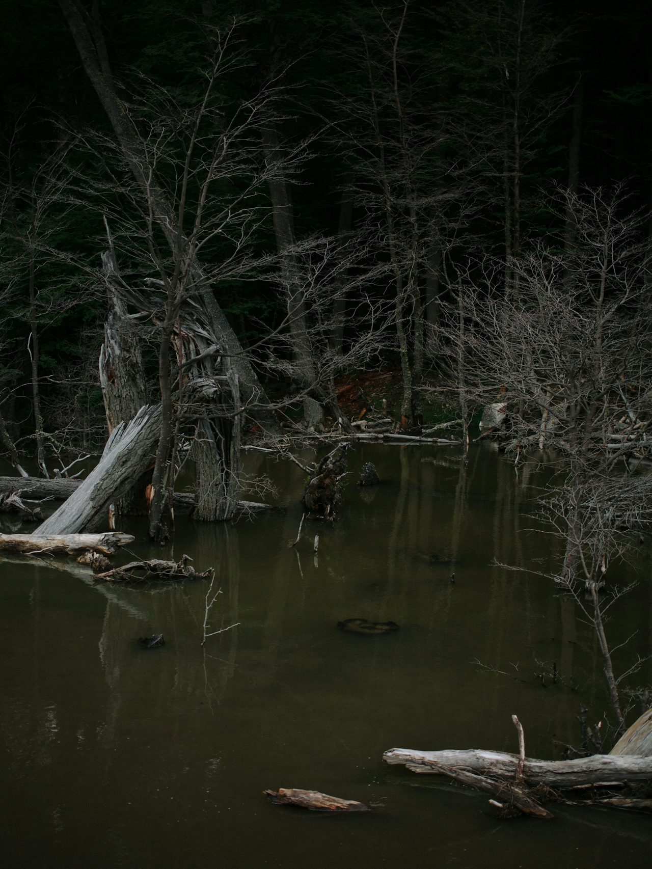 One of many beaver swamps in Ushuaia. Beavers were imported in the late ‘40s from Canada with the purpose of fur farming, but have become a big problem for local flora.