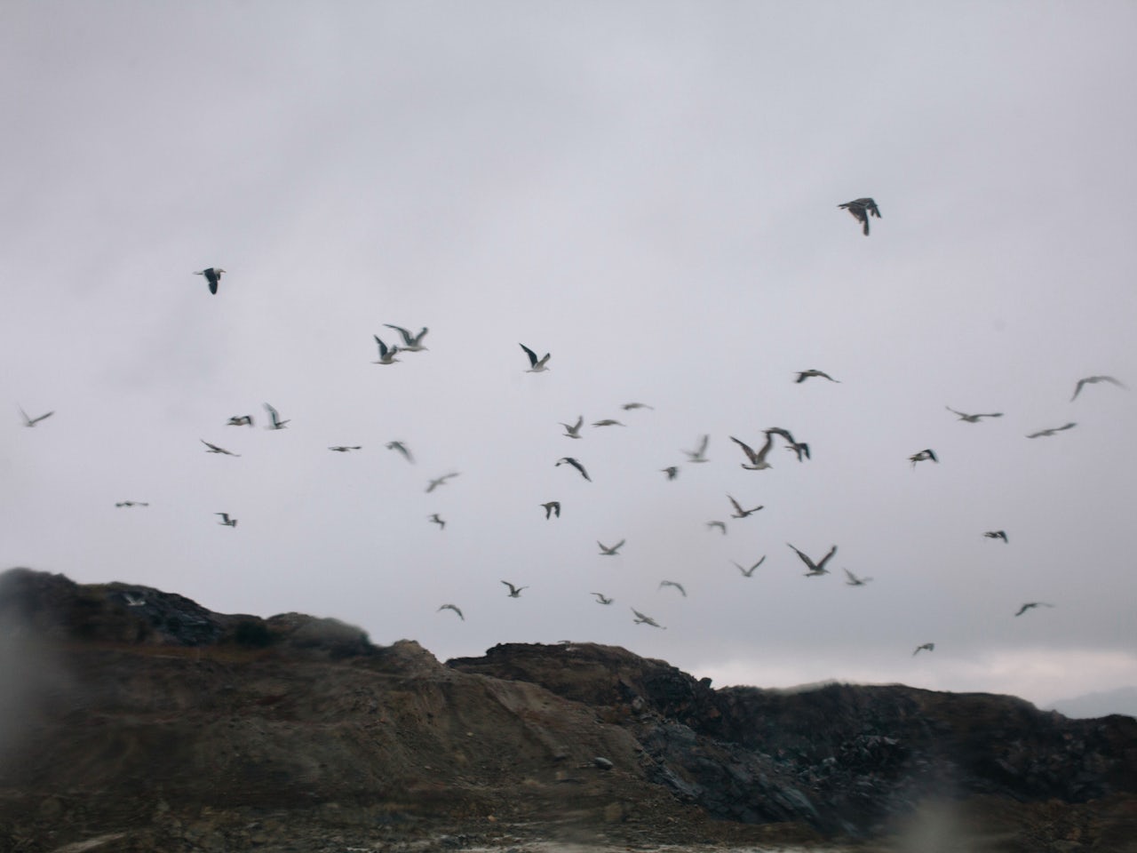 A flock of seagulls over a landfill in Ushuaia.