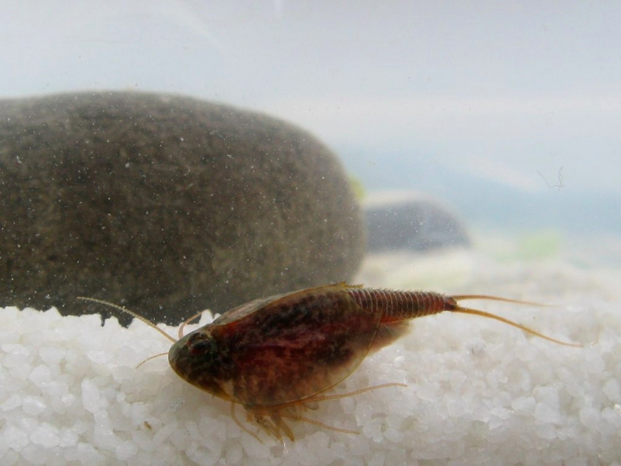 Triops ultimate kit! 3 packets of eggs, 3 different species