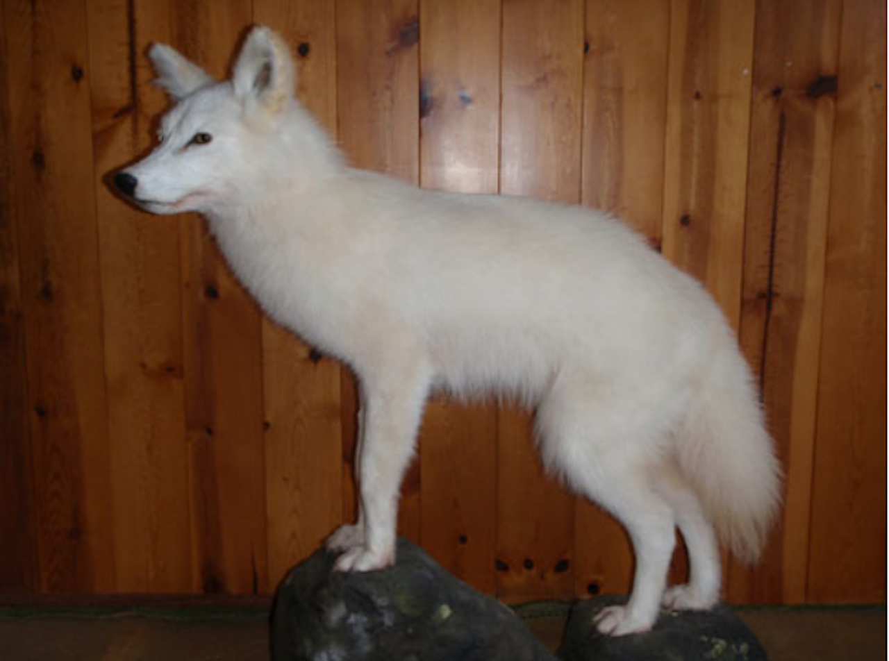 A taxidermied white Newfoundland coyote at Salmonier Nature Park.