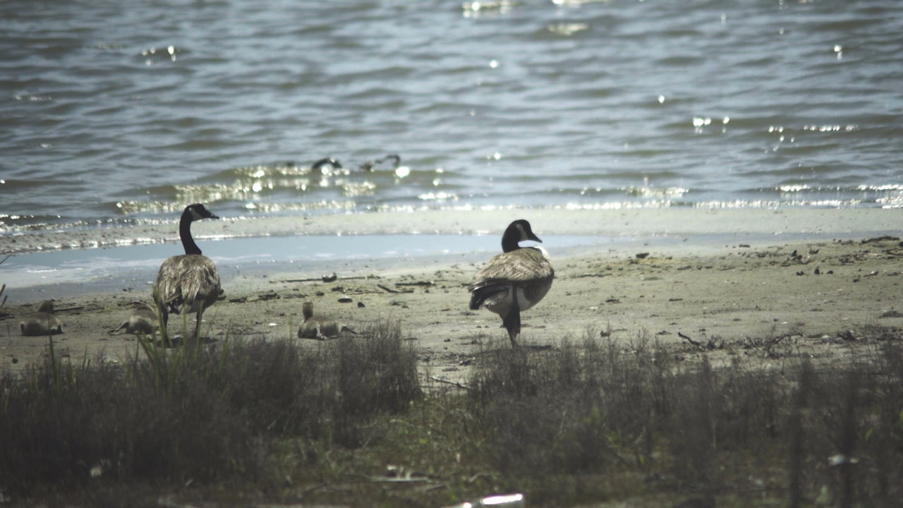 Some rare geese at the bay.