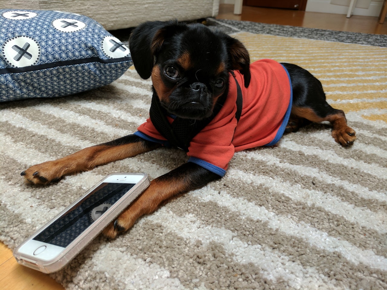 My dog, Babka, who loves everything, won’t even engage with the iPhone.