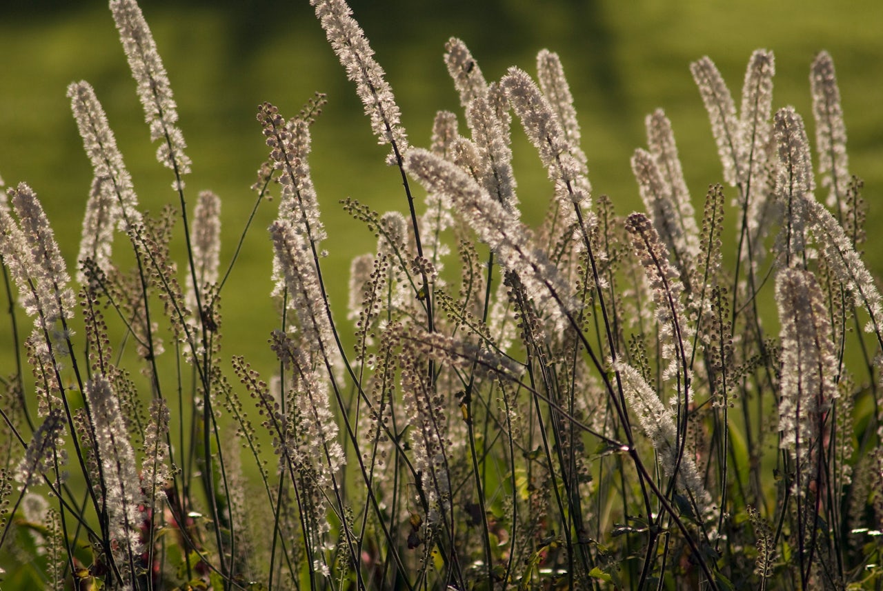 Black cohosh is used to treat symptoms of menopause. Some trans herbalists believe it can stimulate the production of estrogen.