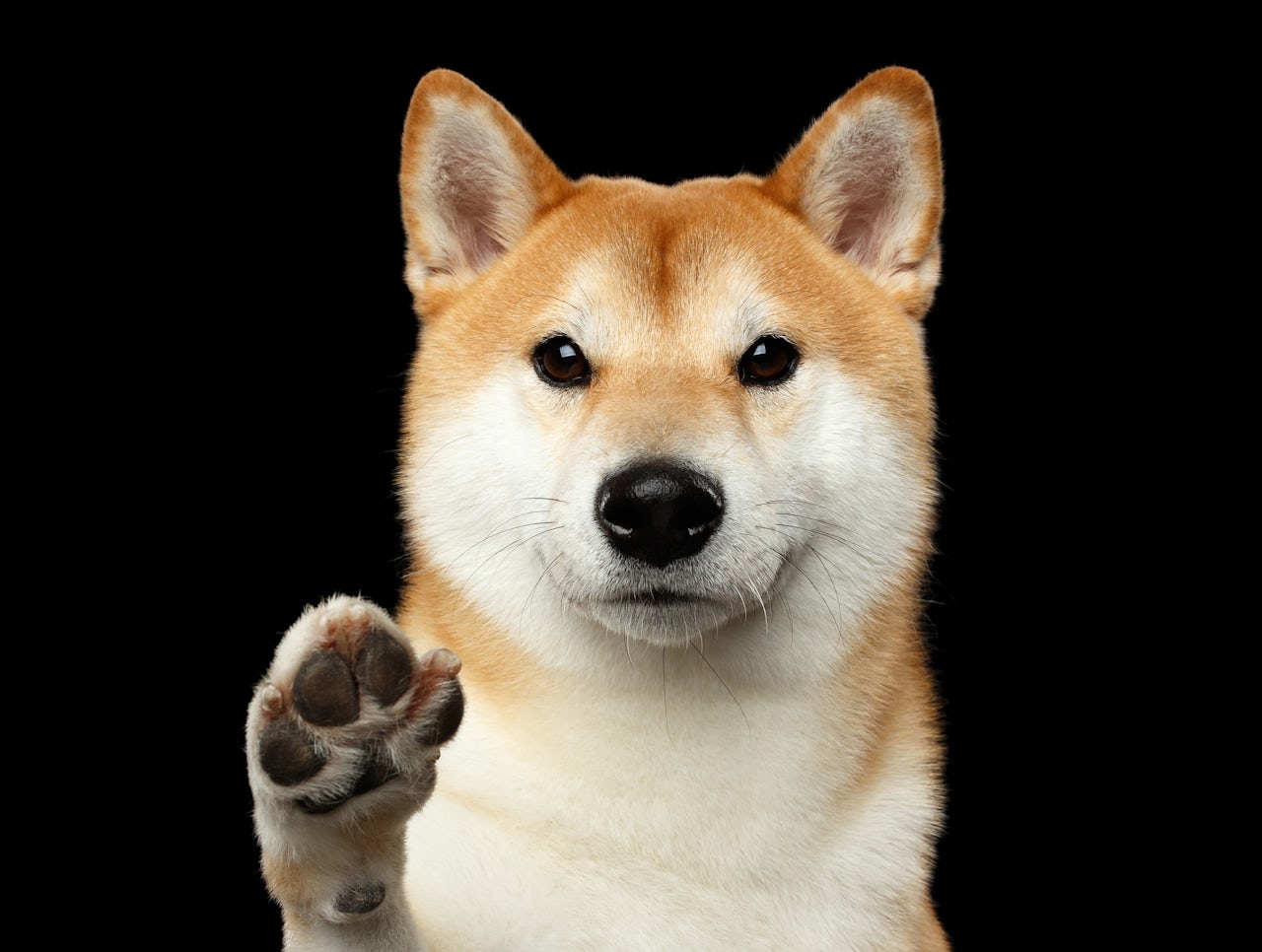 Are scammers invading Dogecoin again? | The Outline