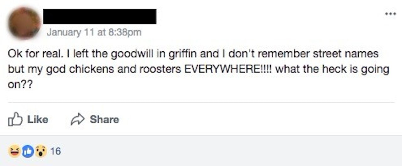 A screenshot from a neighborhood Facebook group about a sudden appearance of chickens.