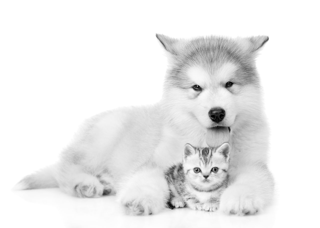 Why cats and dogs are different - The Washington Post