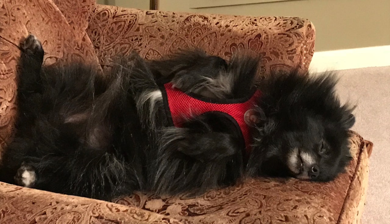 The author’s rescue dog, Nora