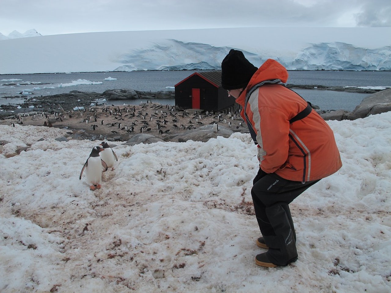 World Dispatch: How to visit Antarctica before it disappears | The Outline