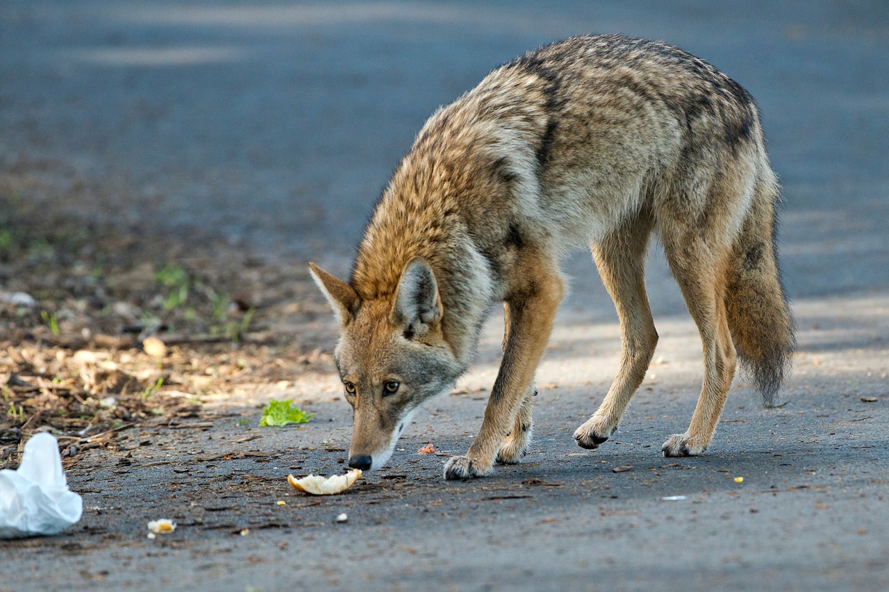 connecticut-has-declared-war-on-coyotes-the-outline