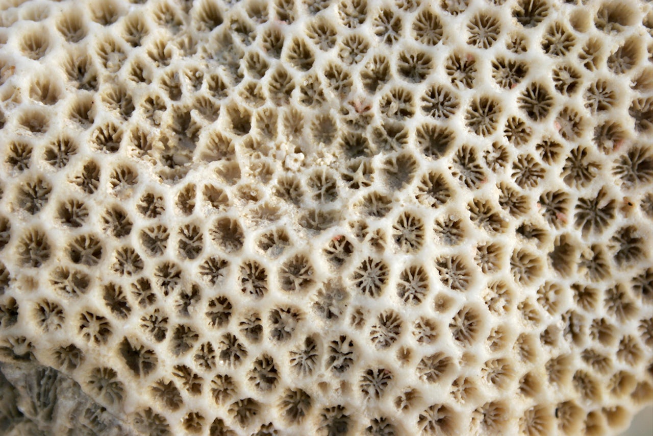 Humans can still save coral from the damage we caused The Outline