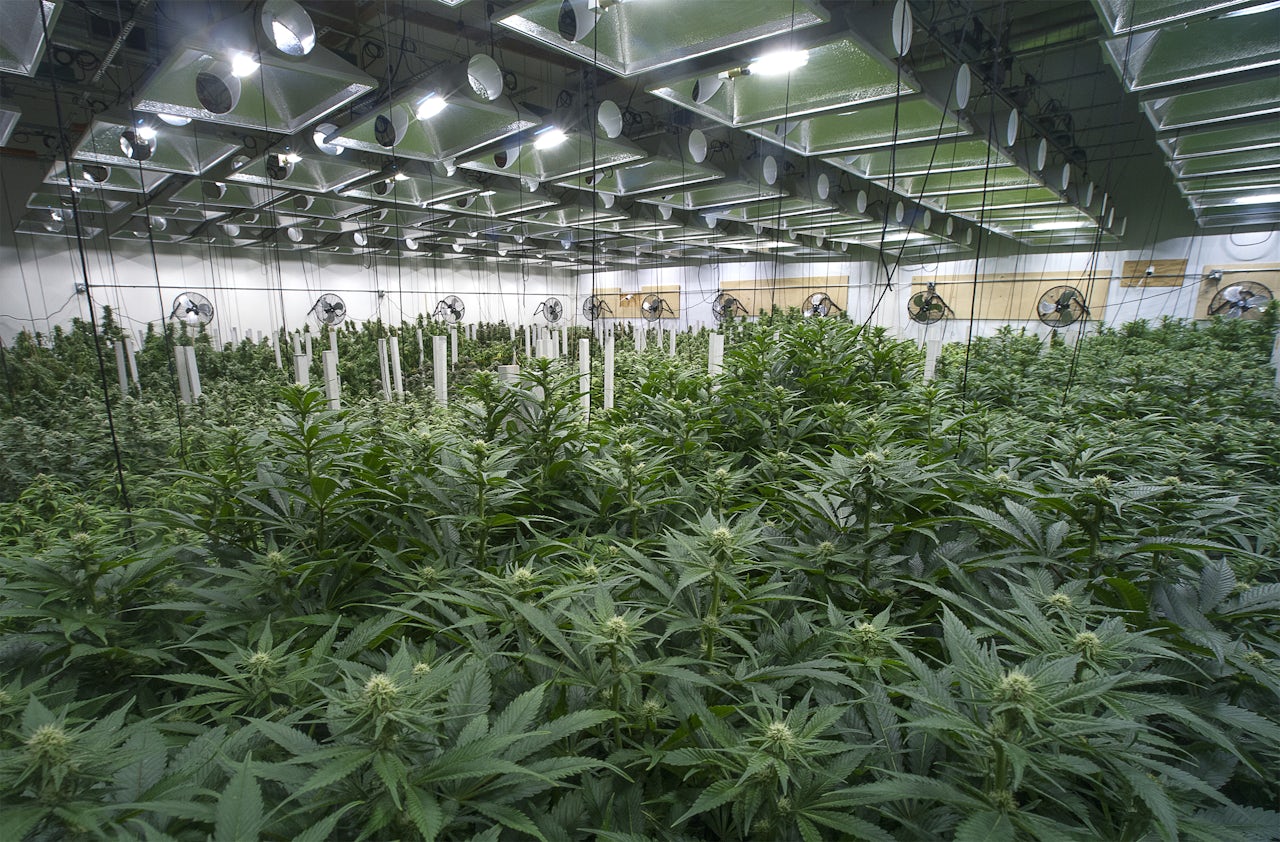 A commercial cannabis grow operation in California.