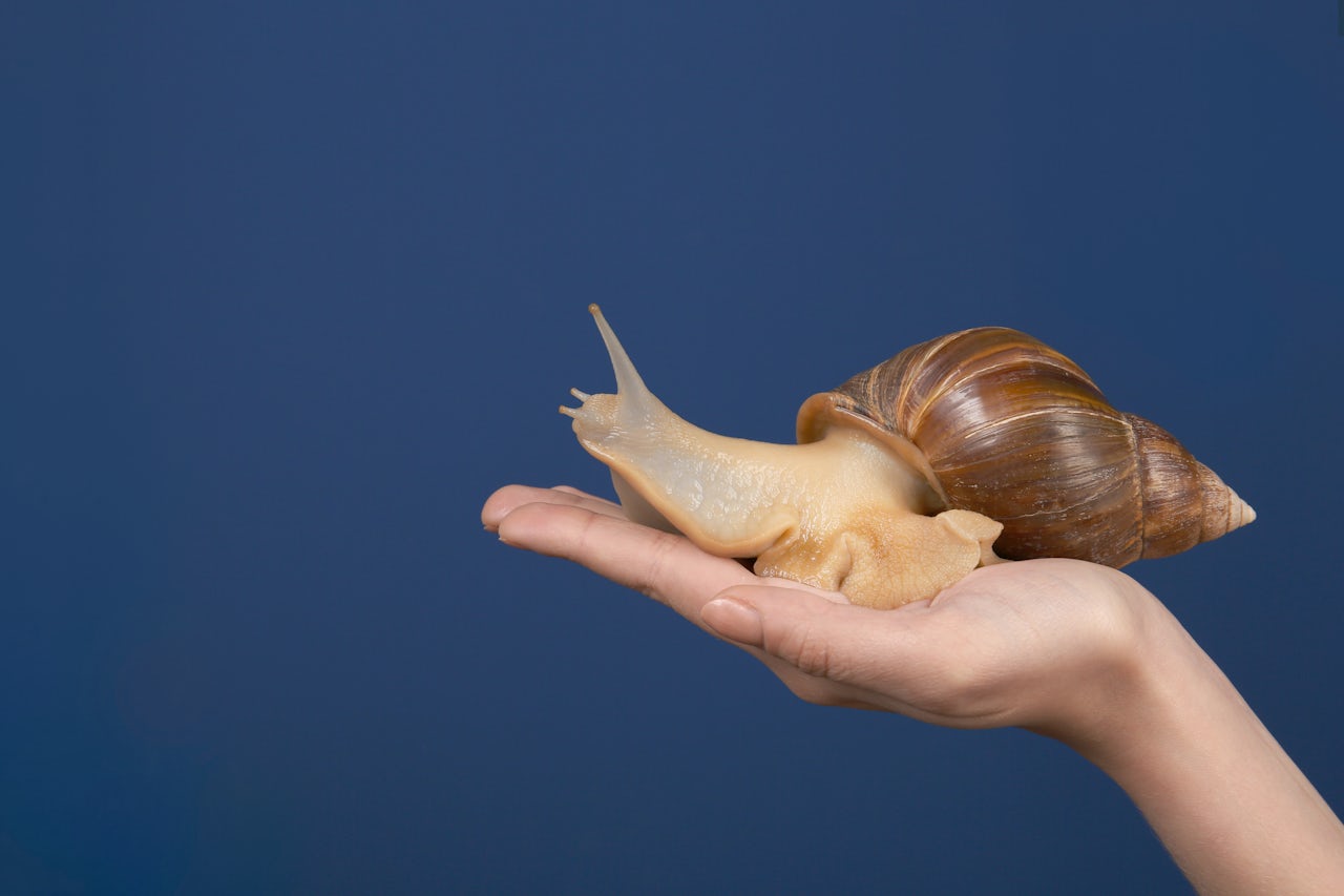 high quality snail mucin extract/snail slime