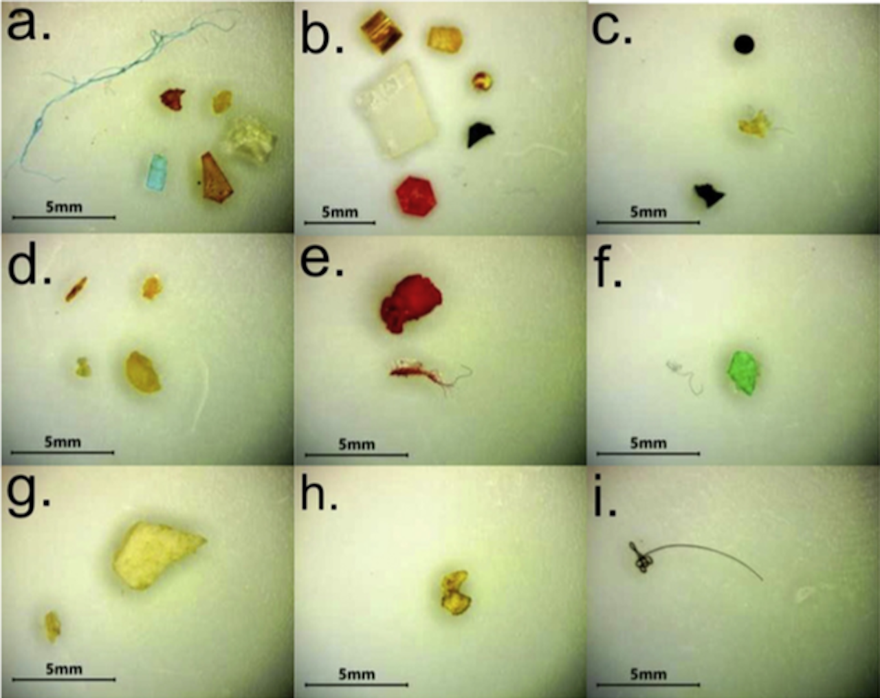 Samples of microplastics found at nine different beach locaitons along the Northern Gulf of Mexico coastline.