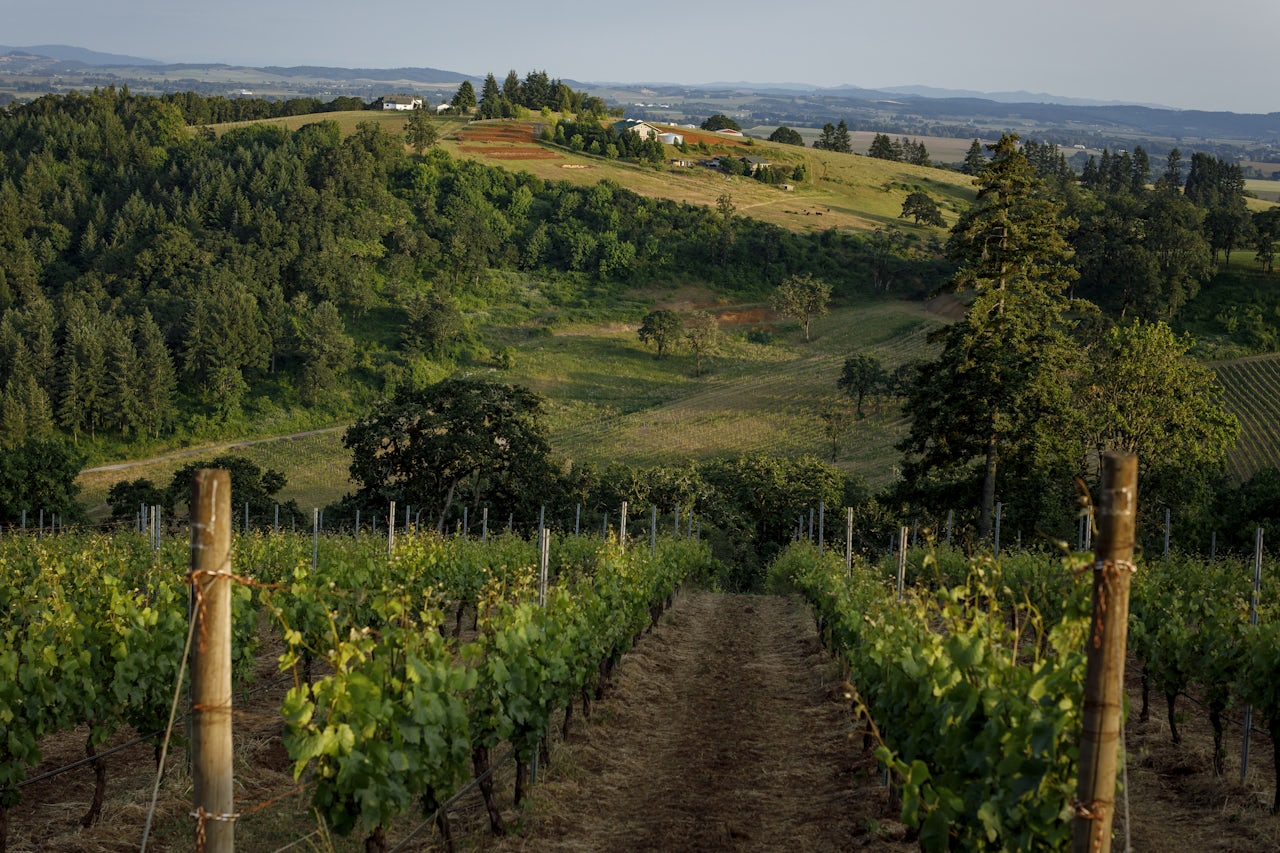 Momtazi's vineyard in Yamhill County, Oregon.
