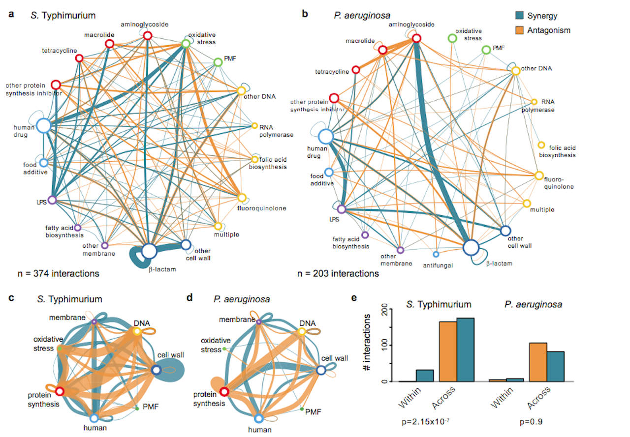 Bacterial species like S. Typhimurium and P. aeruginosa can form synergies among its strains in order to effectively fight bacterial infections.