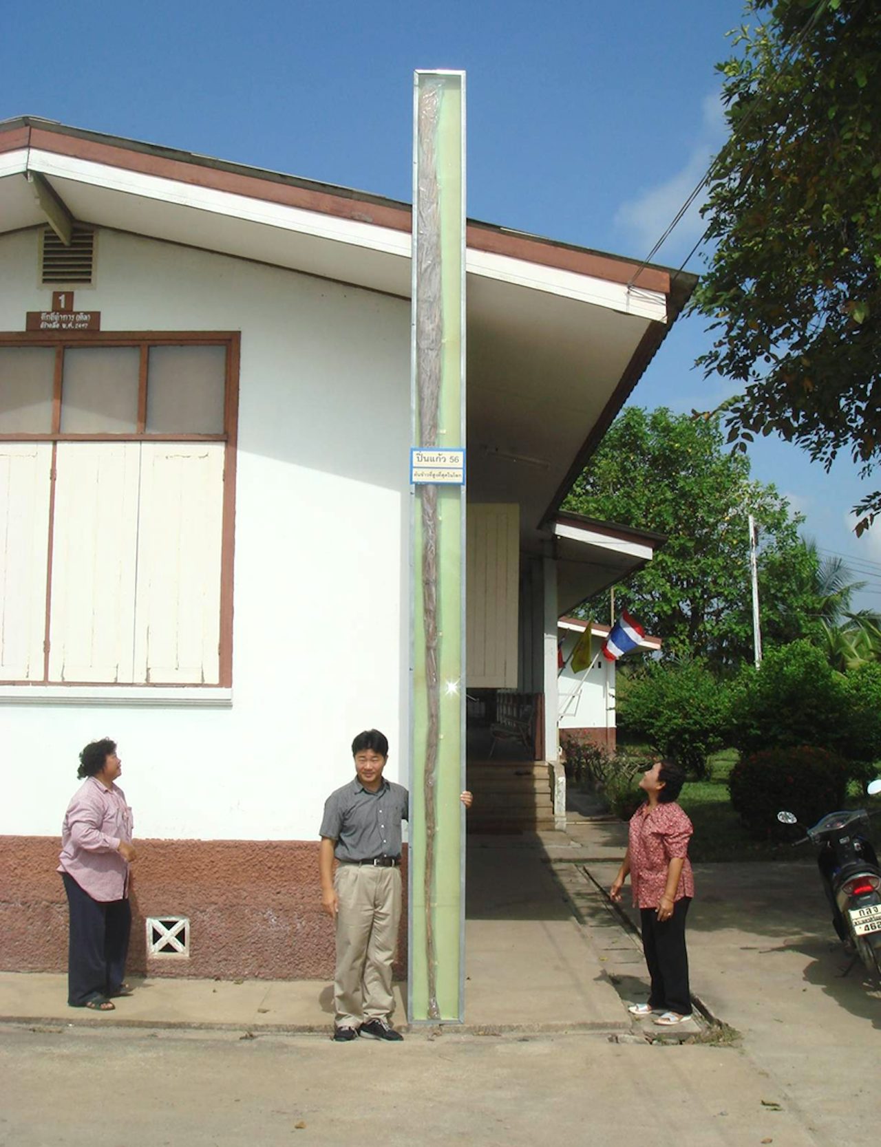 Deepwater rice can grow several meters in height.