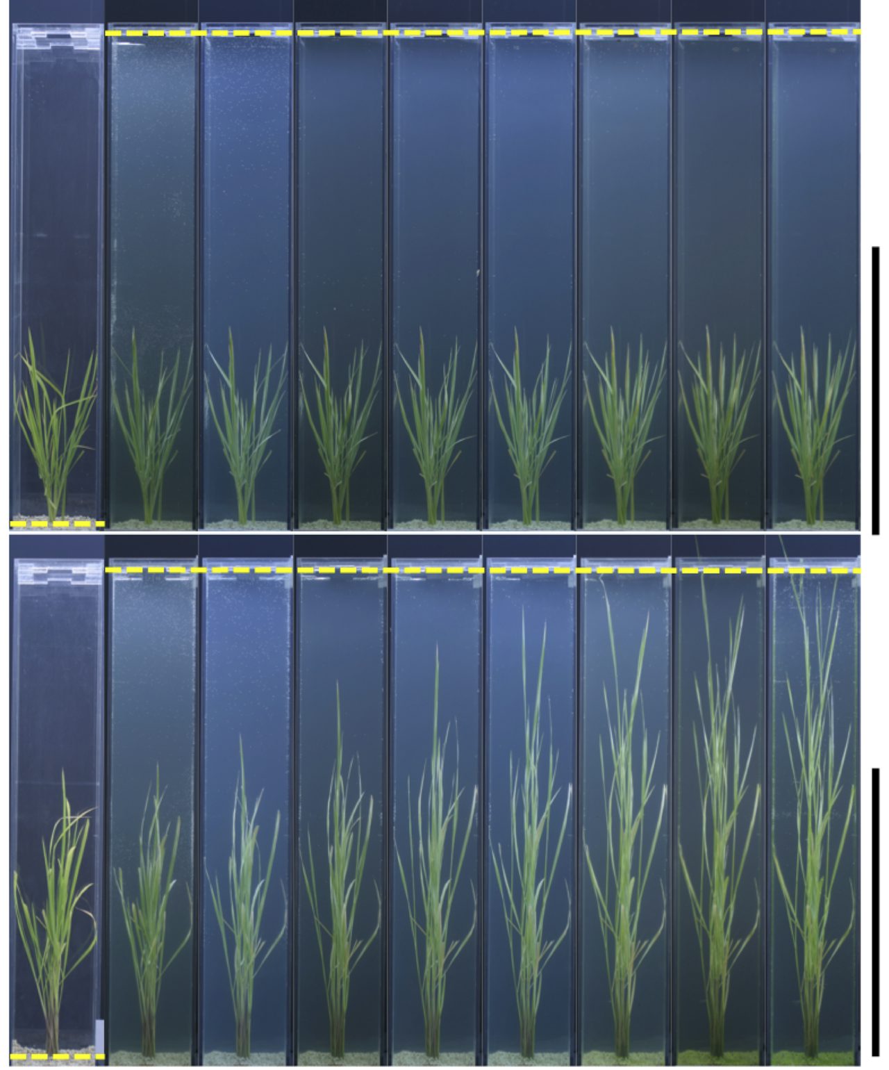 Compared to the control on the top row (non-deepwater) rice, stem elongation in deepwater rice is much more rapid and significant.
