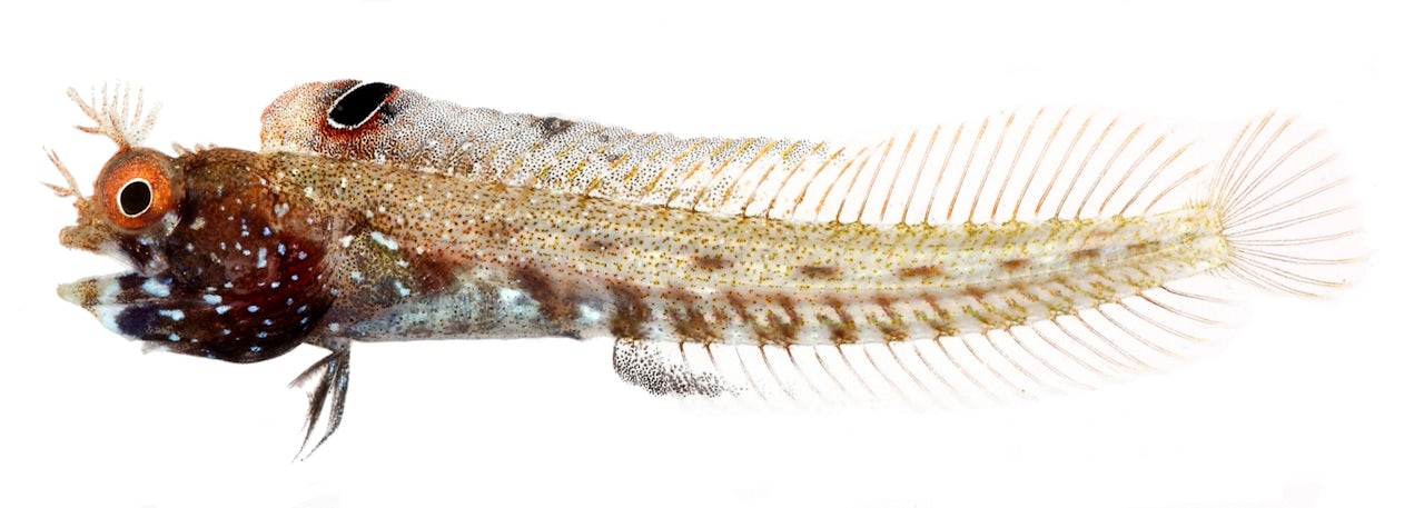 Roughhead Blenny