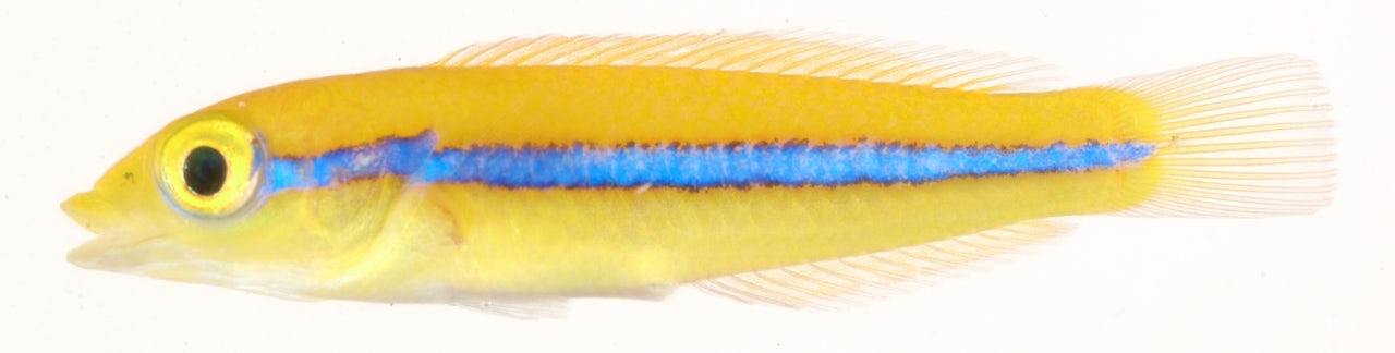 Yellowhead Wrasse