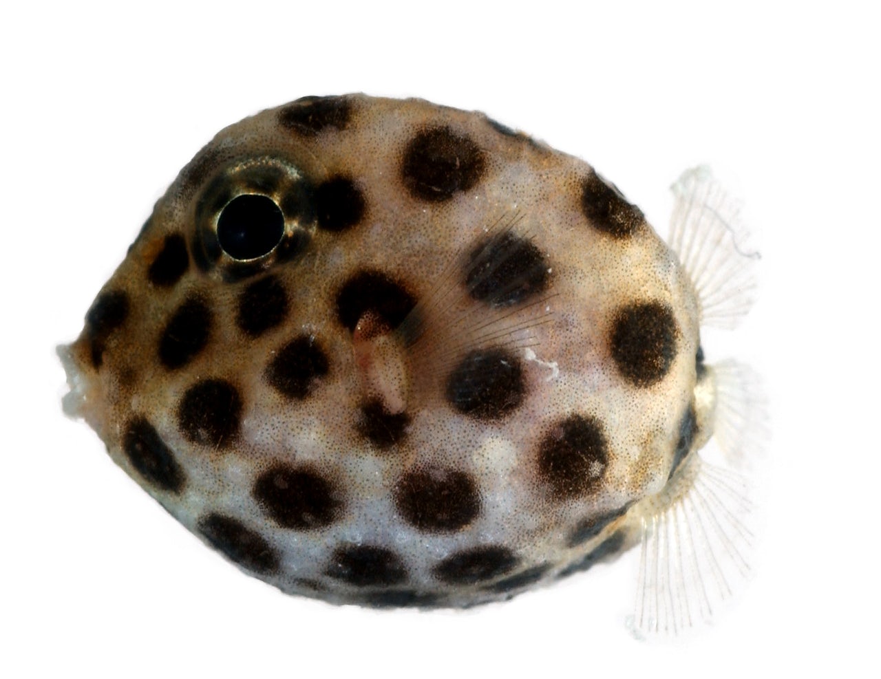 Boxfish