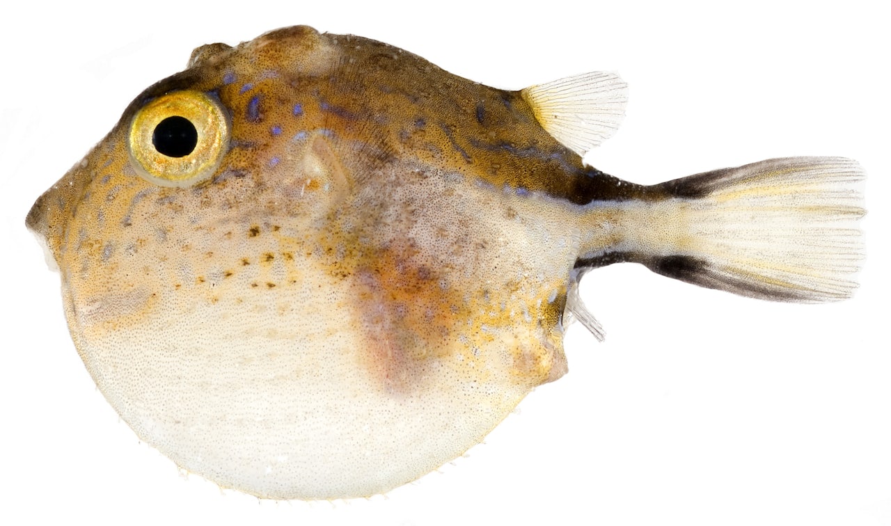 Caribbean Sharp-Nose Puffer