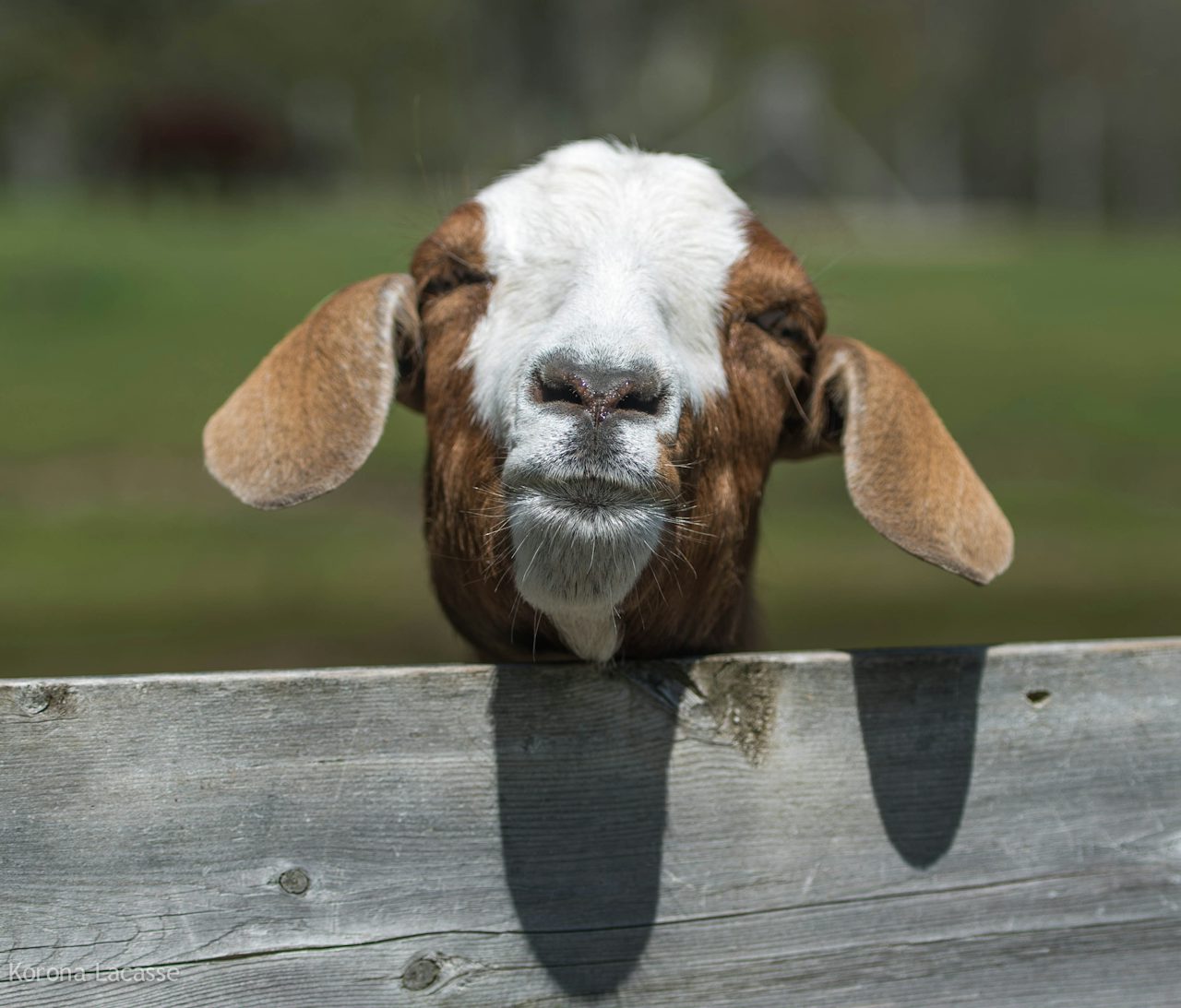 Take a look at this goat.