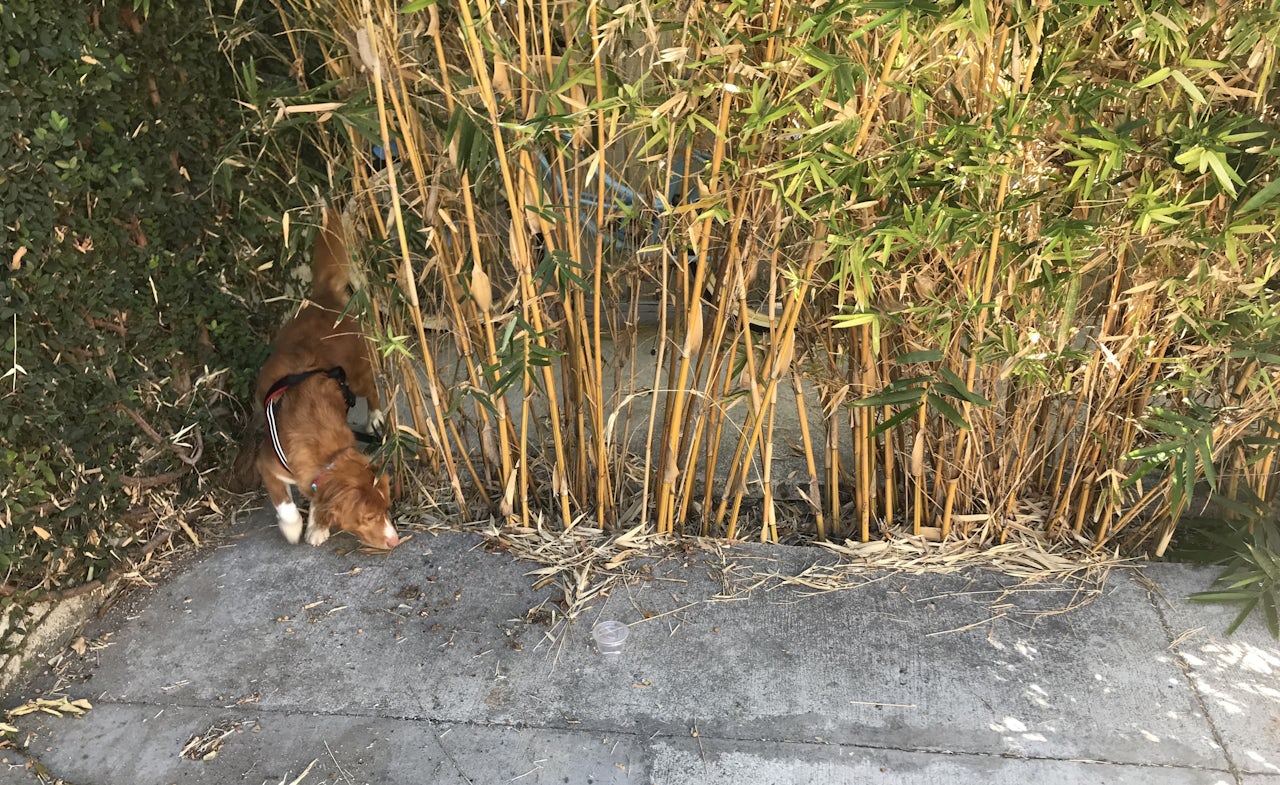 The author’s dog, Hazel, performing nose work.