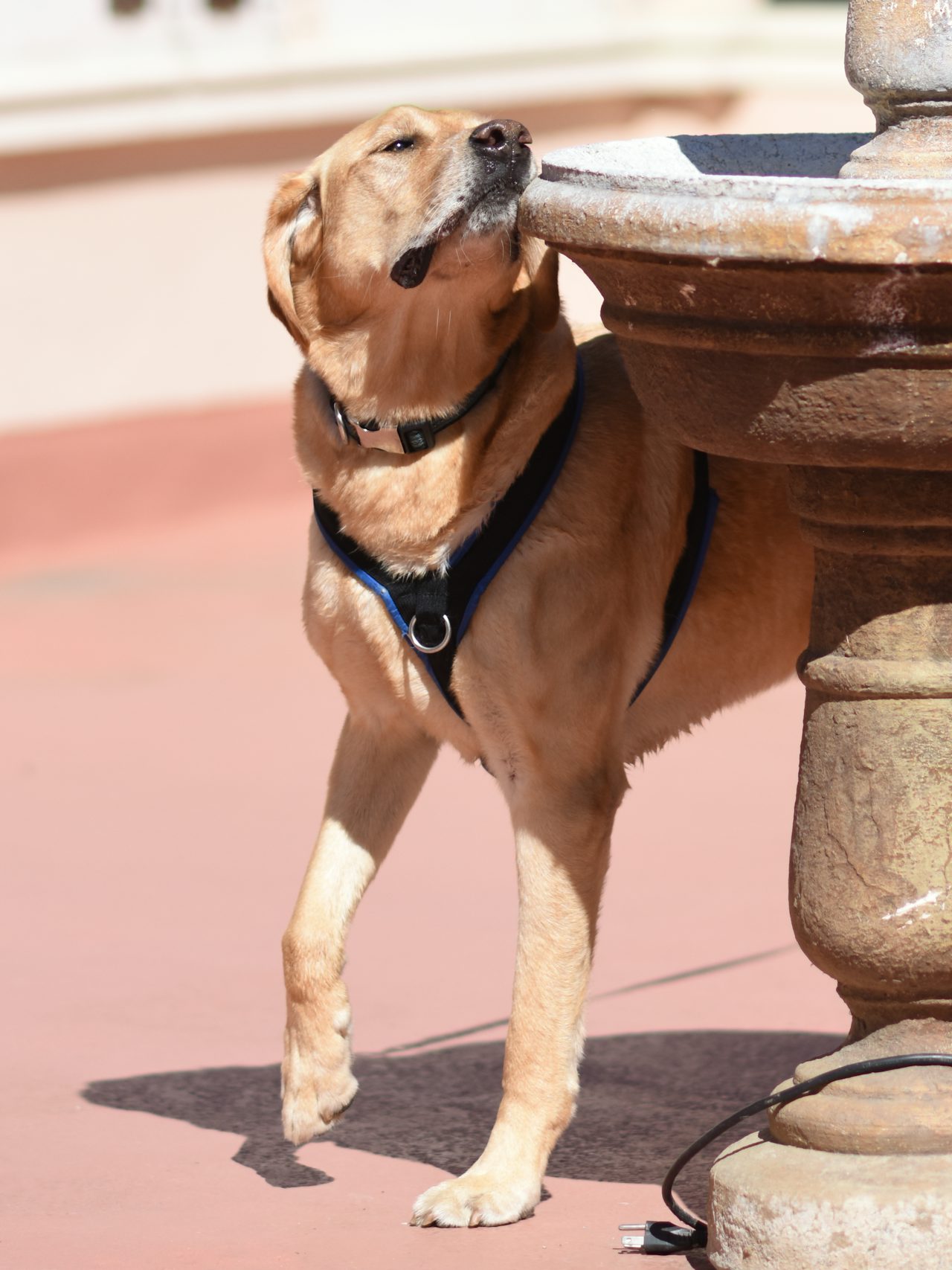 Tucker sniffing a fountain.