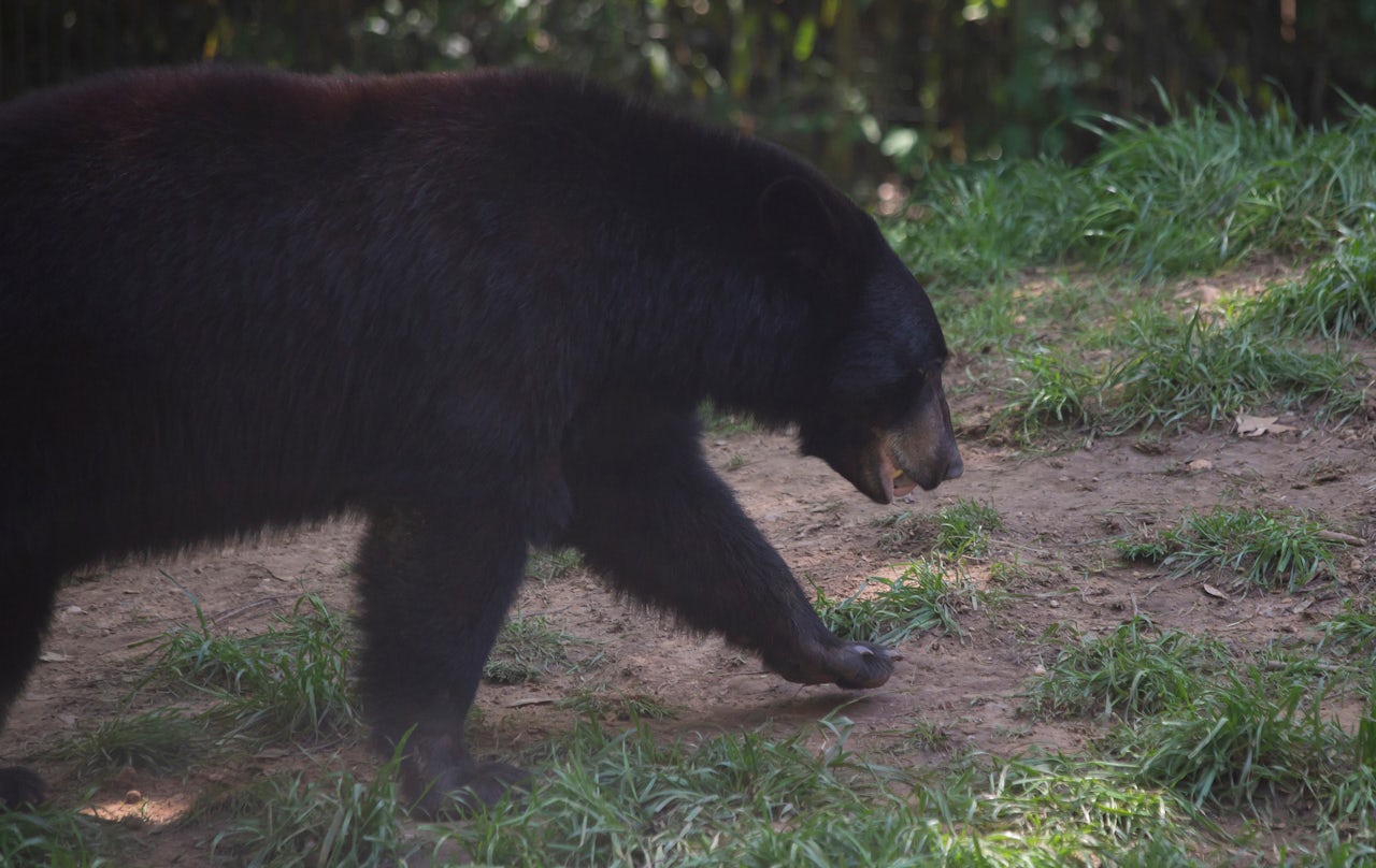 As of March 2016, the Louisiana black bear population stood at 750 — down from 80,000 a century ago.