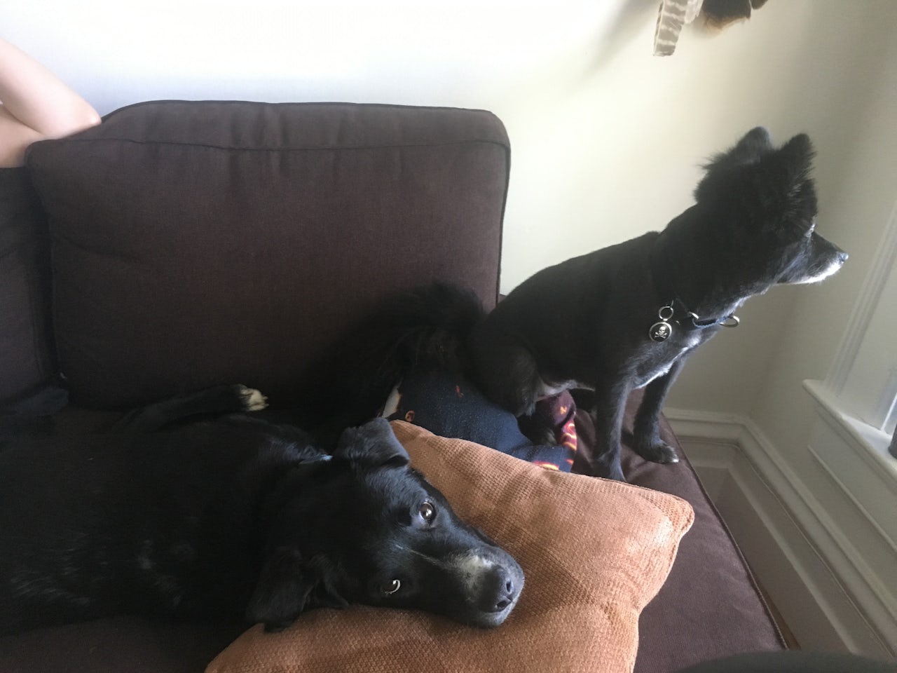 The dogs after having reached a détente