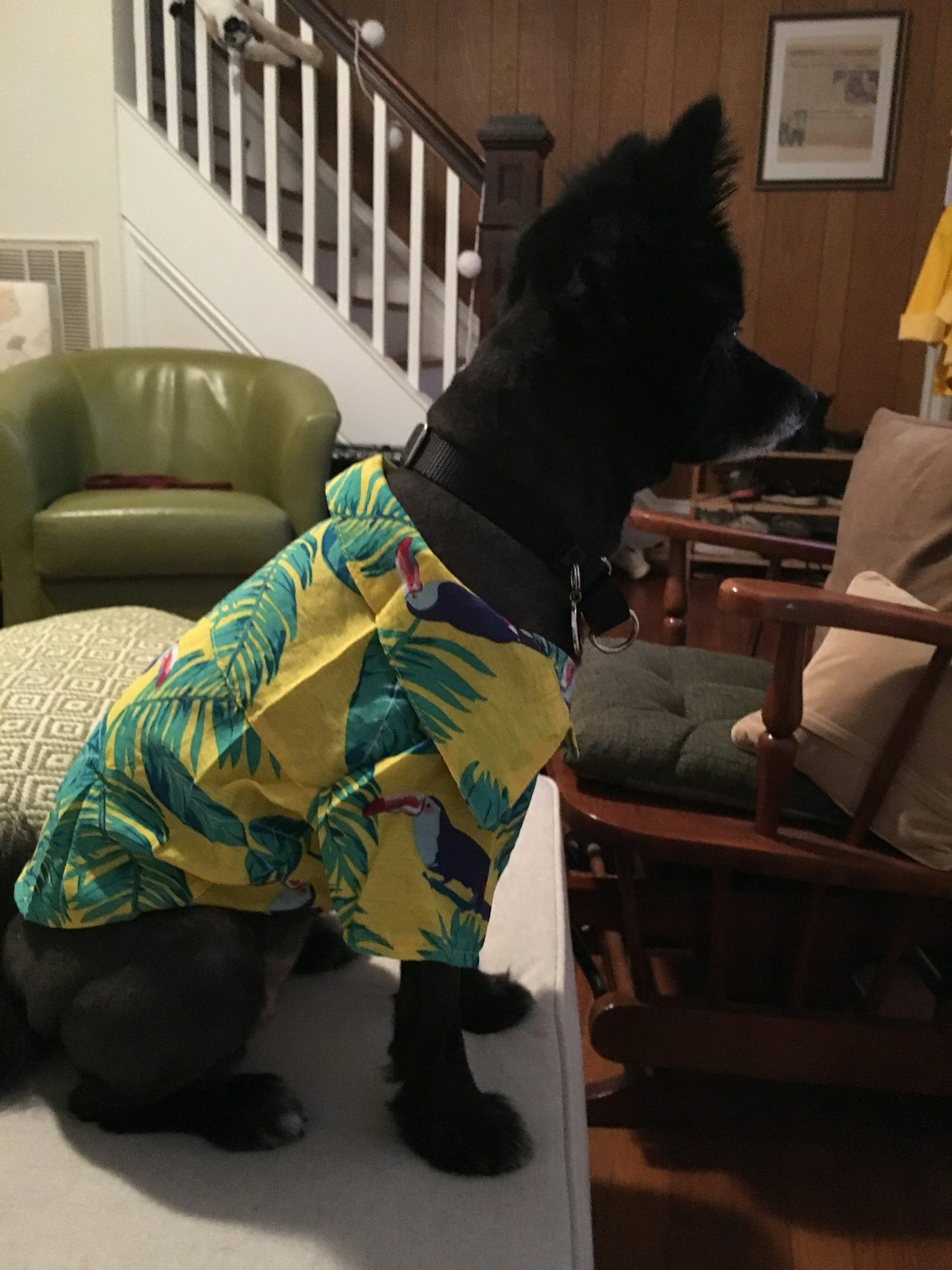 Our first dog, Nora, surveying her domain