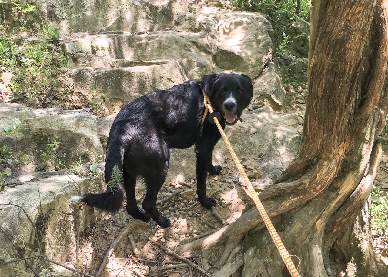 Our second dog, Percy, hanging out on a dang rock