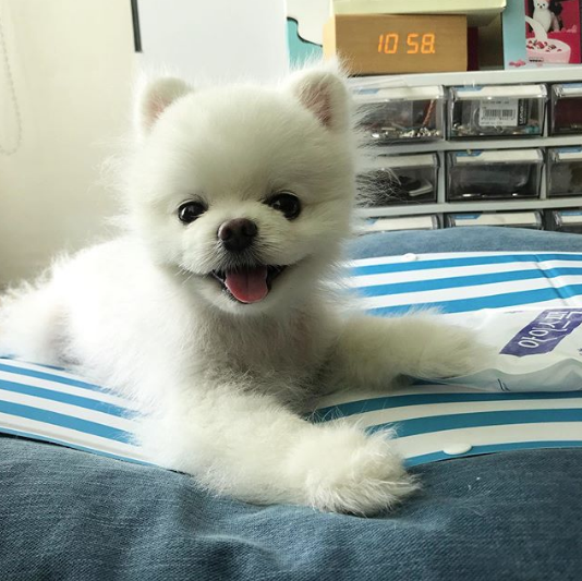 pomeranian bad teeth