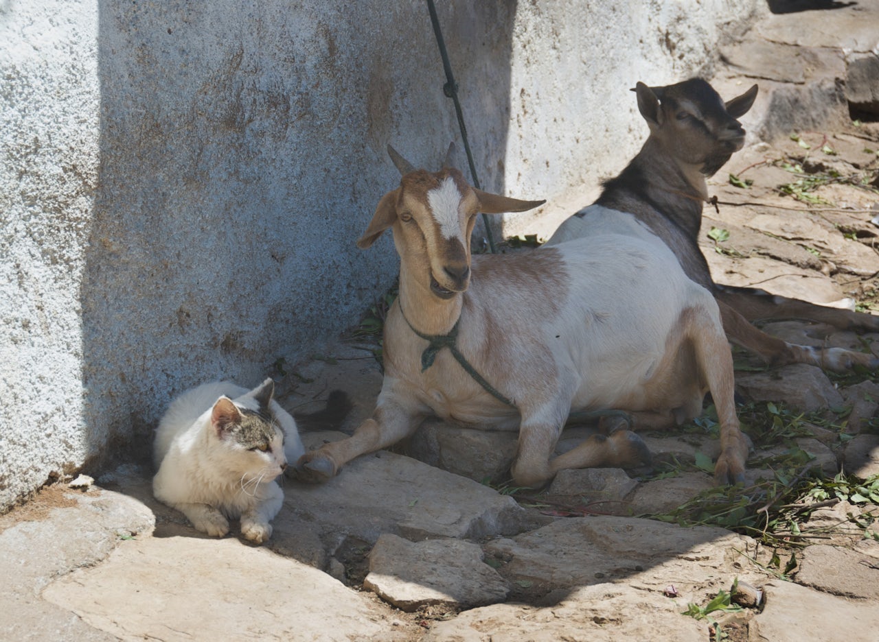 Cats and goats, best friends forever.