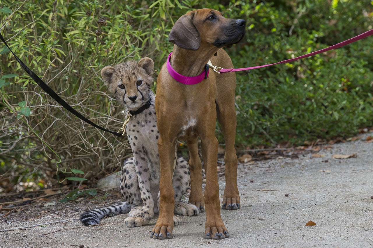 a-good-place-the-animal-brothers-from-different-mothers-flipboard