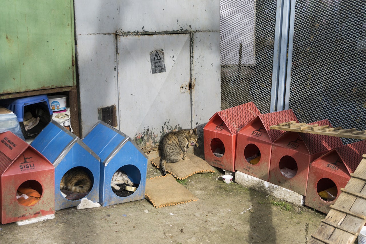 The municipality of Sisli has installed dozens of cat homes for the stray cats of their district.