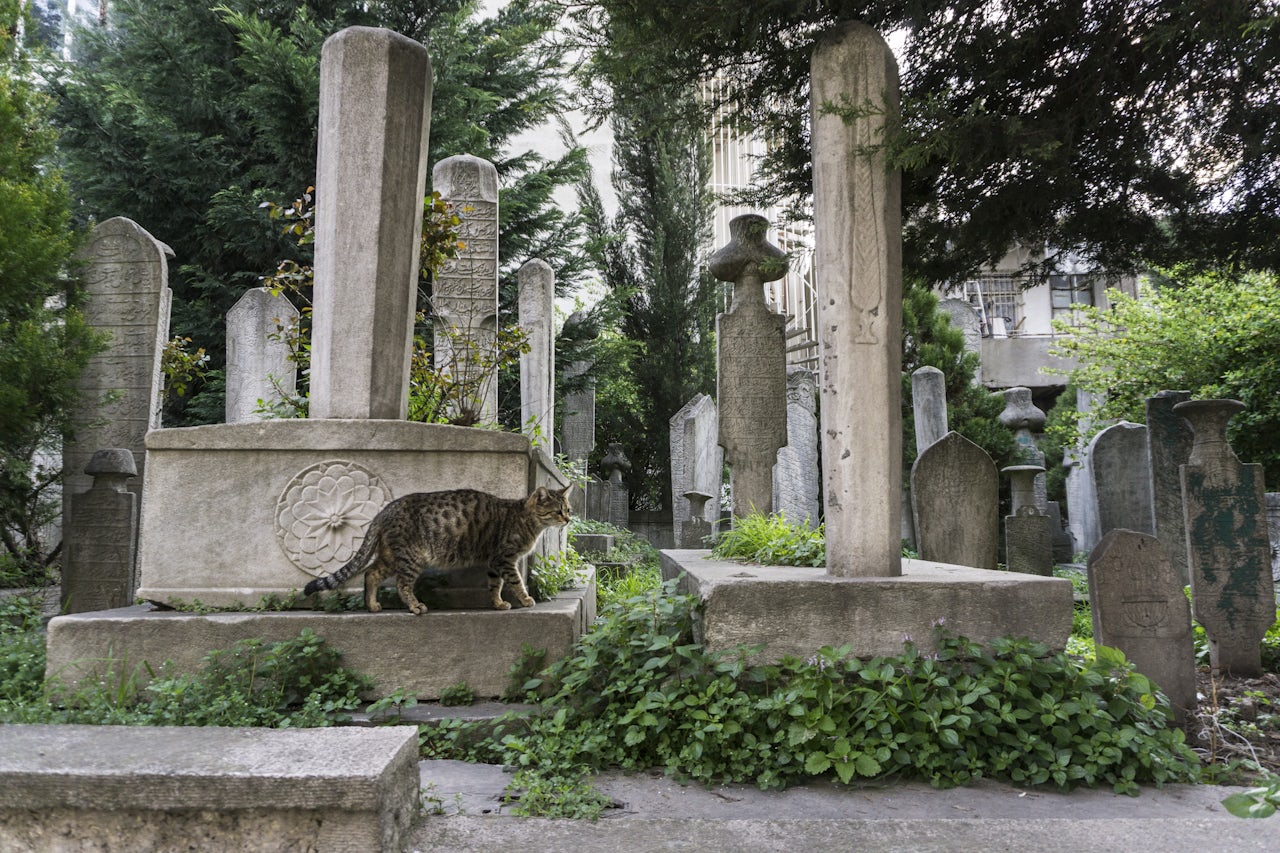 A cat walks through the old graves next to a mosque in the Balat area of Balat.