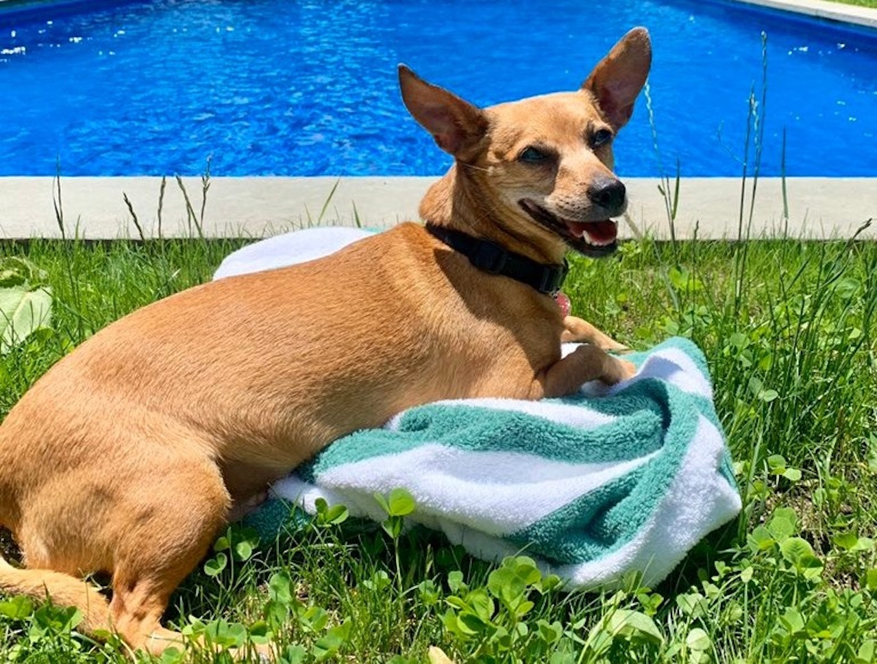 The author’s chihuahua, Coco