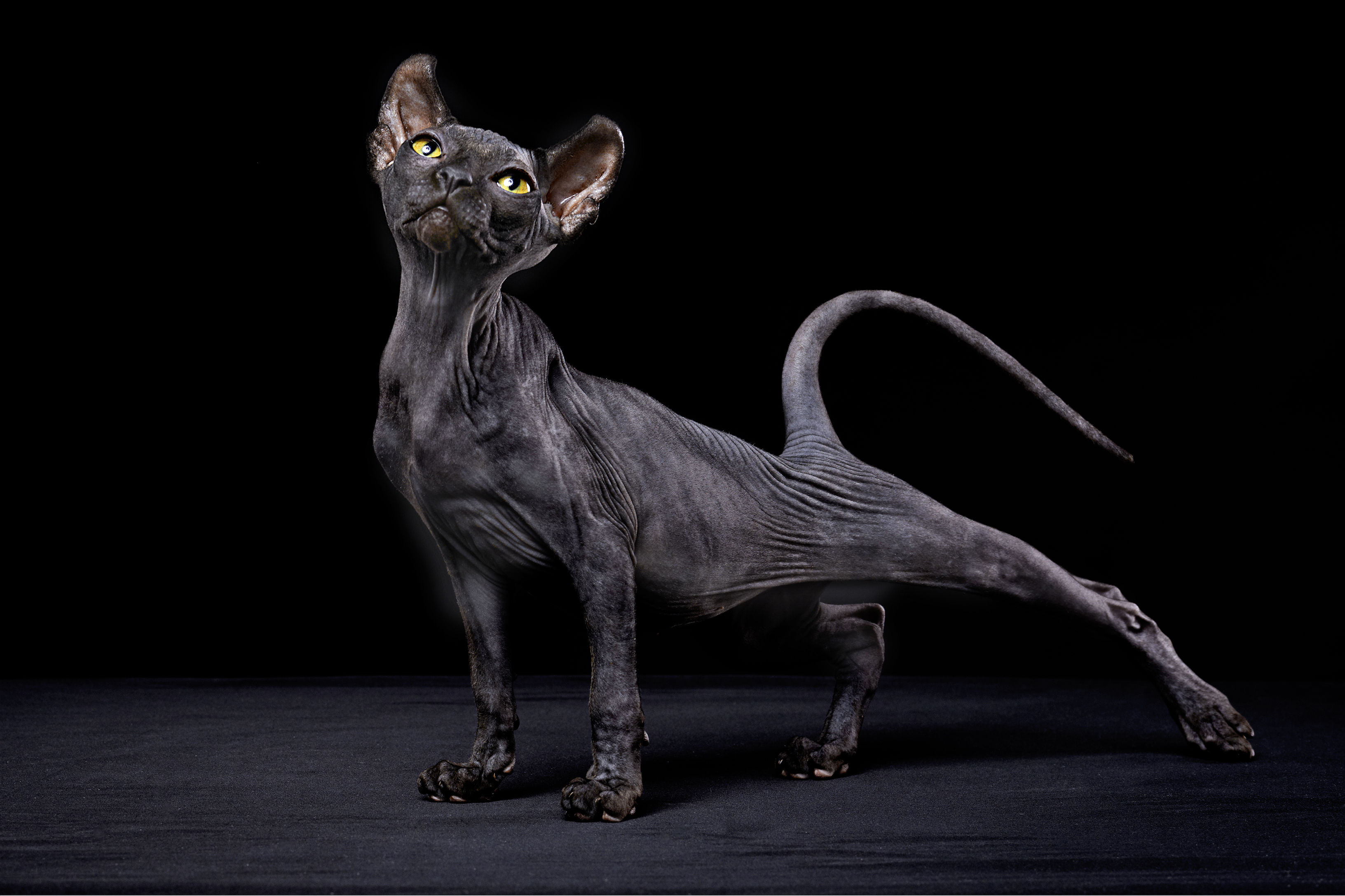 black sphynx cat
