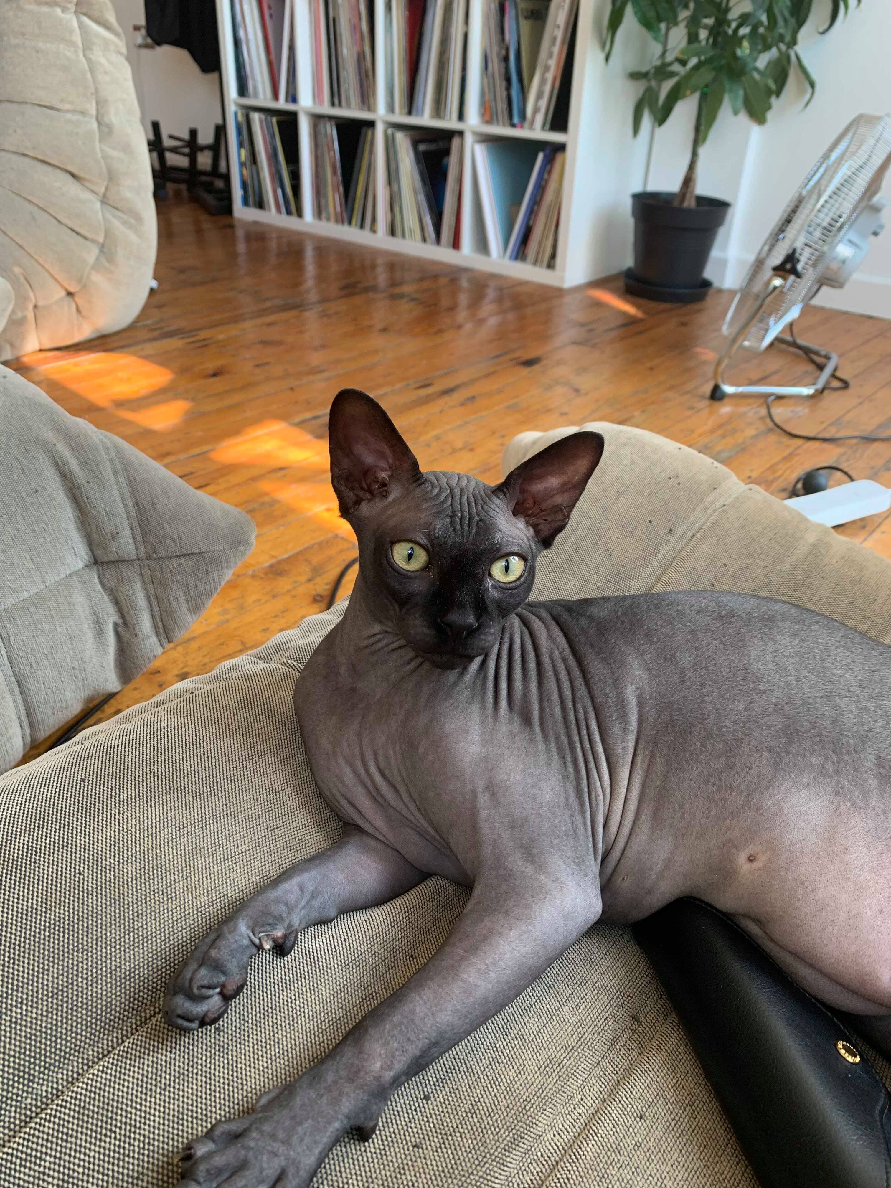 sphynx cats for rehoming