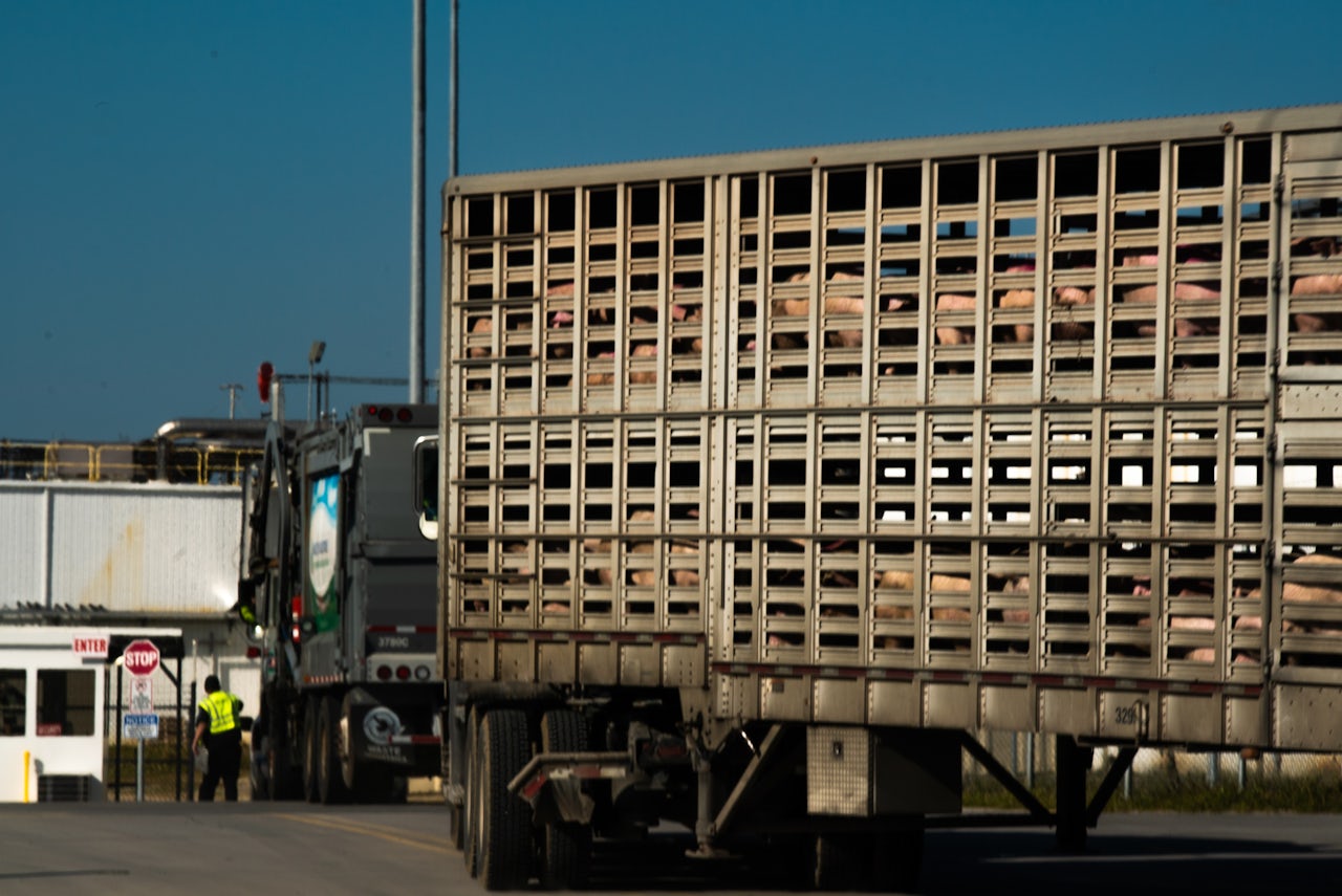 A truck loaded with pigs pulls into the Smithfield facility in Tar Heel, NC.