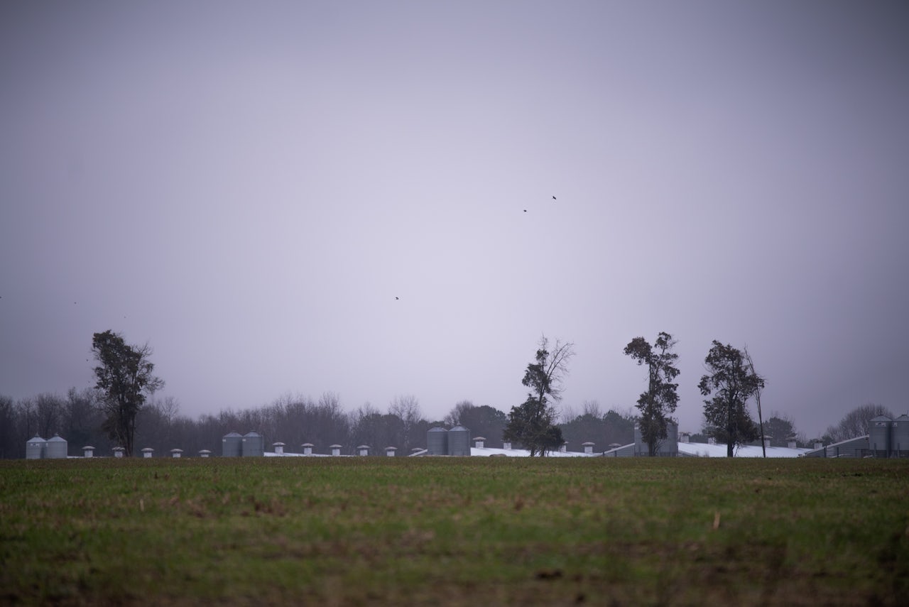 Hog houses in eastern North Carolina.