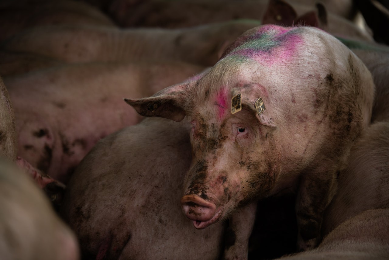 Pigs at a livestock market in Wendell, NC.