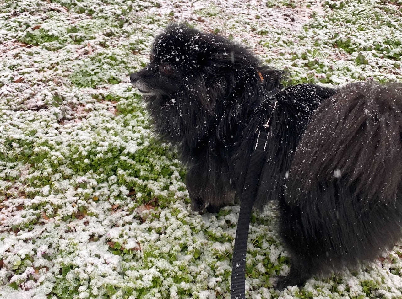 Here is a picture of Nora in the snow.